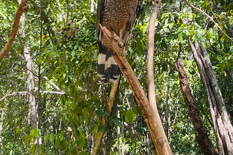 Wild Elephant Safari Tour Minneriya, Kaudulla & Hurulu ECO Start from Dambulla