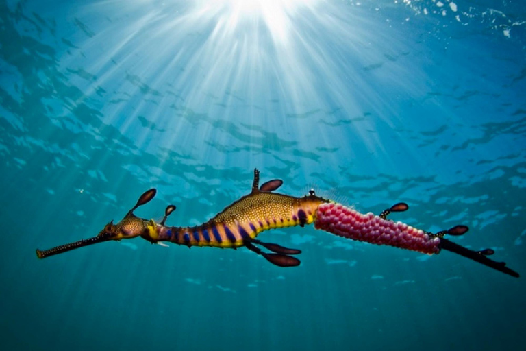 Portsea: Guided Snorkeling Tour with Weedy Sea Dragons