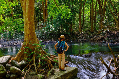 Maurício: Caminhada guiada ao Pico Black River com um guia local