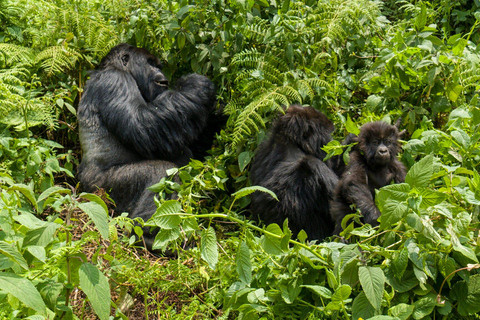 Ruhengeri, Rwanda (safari z trekkingiem na goryle)