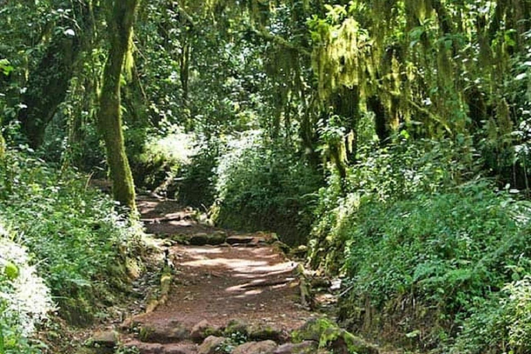 De Moshi - Kilimanjaro caminhando pela rota Machame - Tour de 1 dia