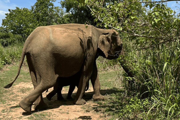 From Near Sigiriya: Minneriya National Park Safari Tour Half Day Safari Tour
