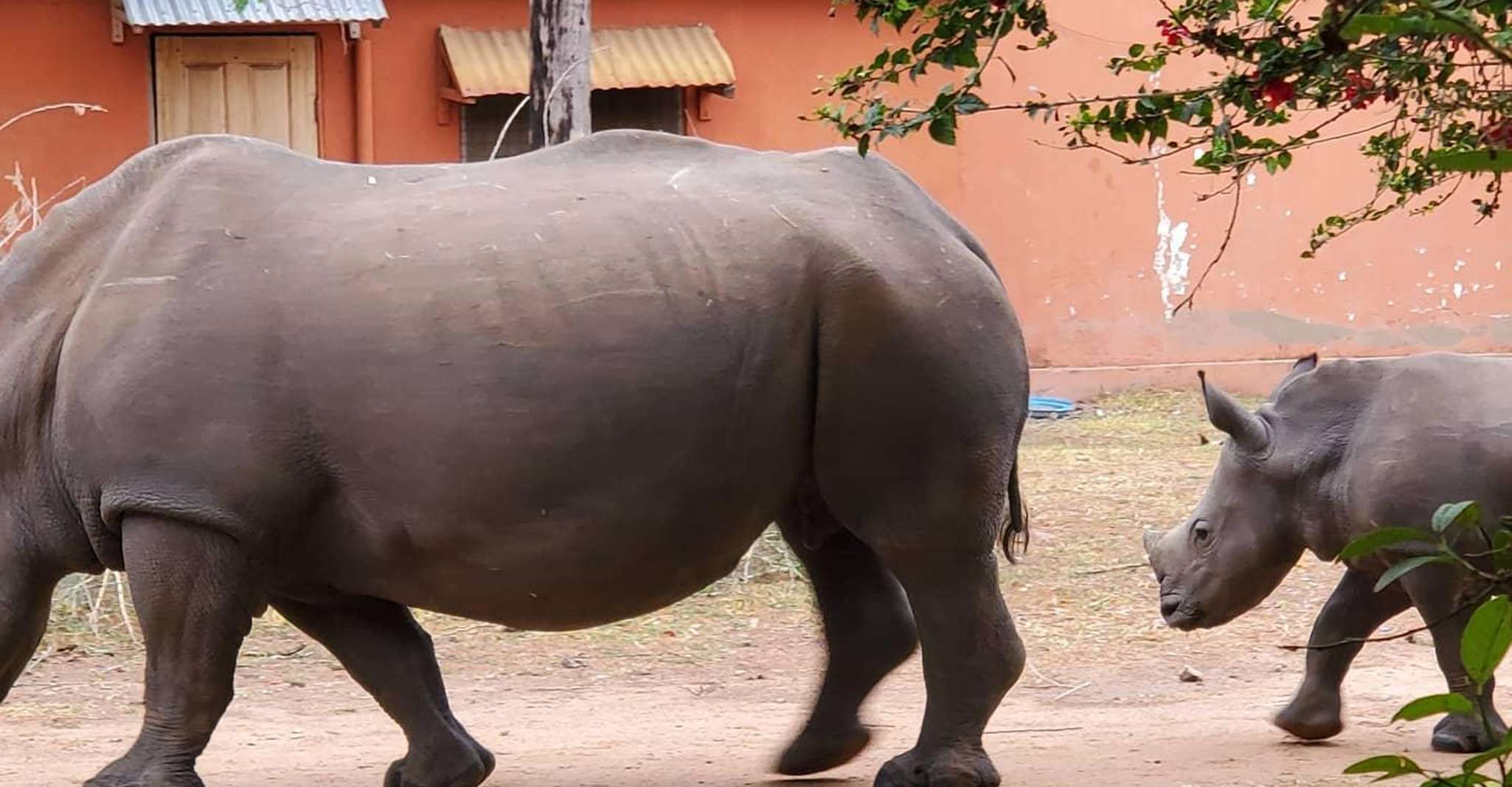Ziwa Rhino Sanctuary的1天旅行 - Housity