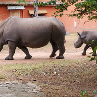 Ziwa Rhino Sanctuary的1天旅行 - Housity