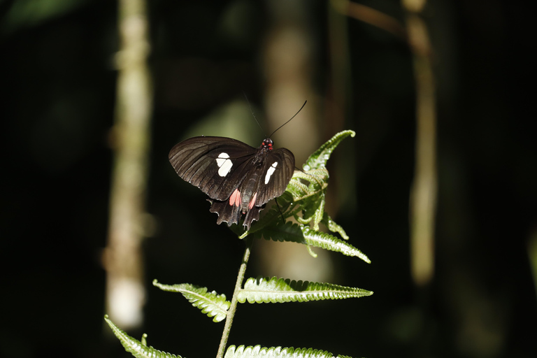 San Paolo: Escursione nella foresta atlantica con un biologoSan Paolo: Escursione di un giorno nella foresta atlantica con un biologo