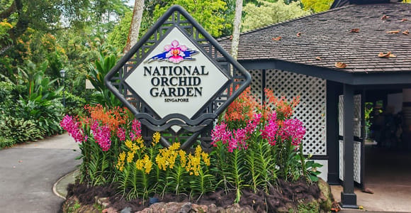Fall in Love with Orchids together: National Orchid Garden