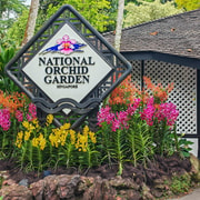 Fall in Love with Orchids together: National Orchid Garden