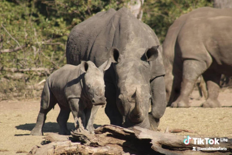 Victoria Falls: Zambezi River Cruise and Rhino Encounter