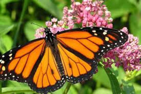 Zanzibar: Red Monkeys Forest Tour, Butterfly & Reptile Park. This option, No Hotel Pickup.