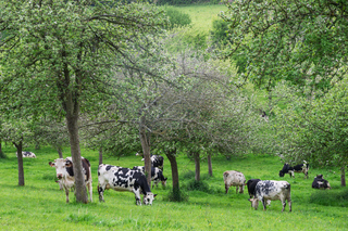 Pays d'Auge Private Full-Day Trip: Normandy Flavors and Picturesque Villages