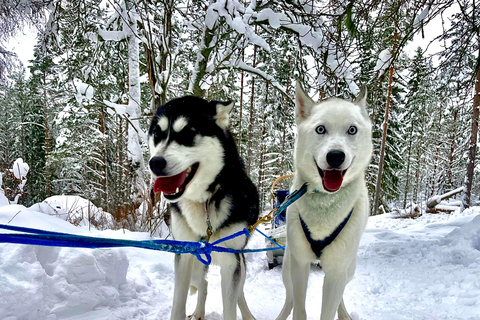 Hudiksvall: Dog Sledding Tour with Bonfire and Refreshment