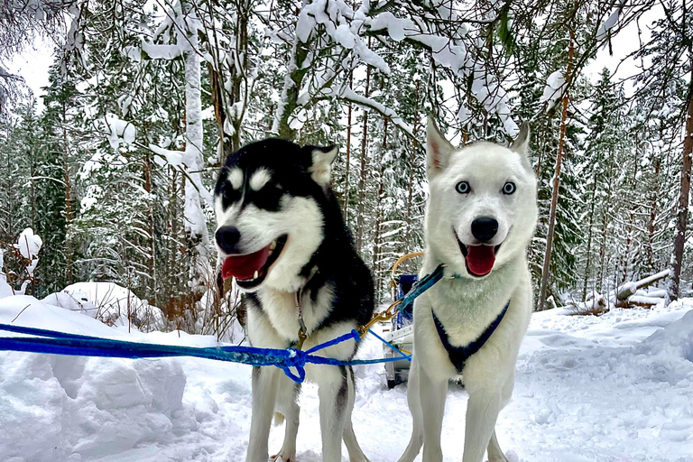 Hudiksvall: Dog Sledding Tour with Bonfire and Refreshment