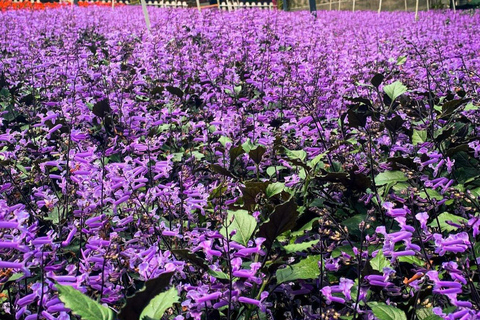 From Penang: Cameron Highlands Refreshing Private Day Tour