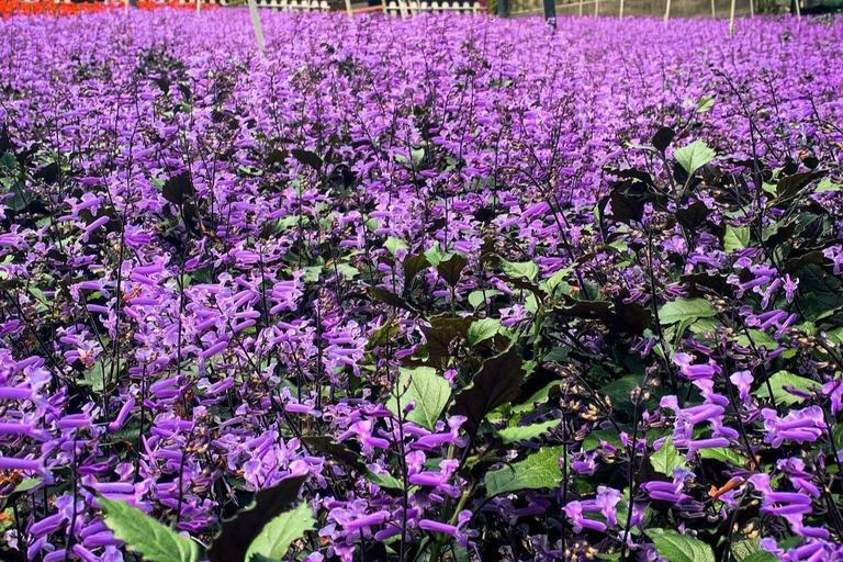 From Penang: Cameron Highlands Refreshing Private Day Tour