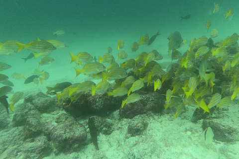 De Puerto Ayora: Passeio de um dia em Pinzon em um cruzeiro guiado em Galápagos