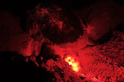Boa Vista: Guided Turtle Experience with a Certified Guide
