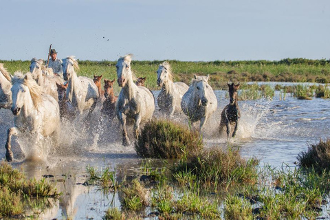 Saintes-Maries-de-la-Mer: Camargue Horseback Ride 2 Hour Ride