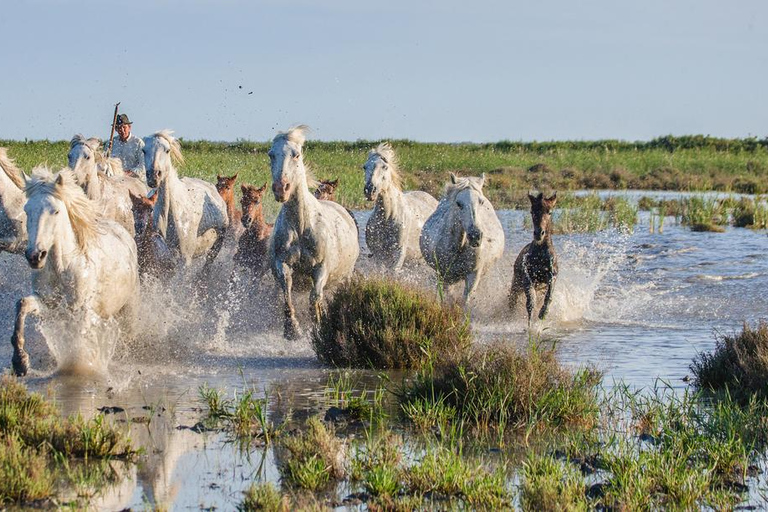 Saintes-Maries-de-la-Mer: Camargue Horseback Ride 2 Hour Ride