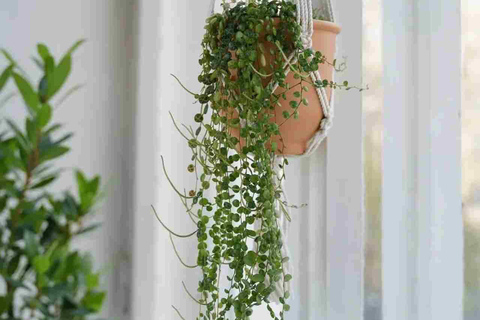 Leipzig: Macrame Plant Hanger or Hanging Shelf Workshop