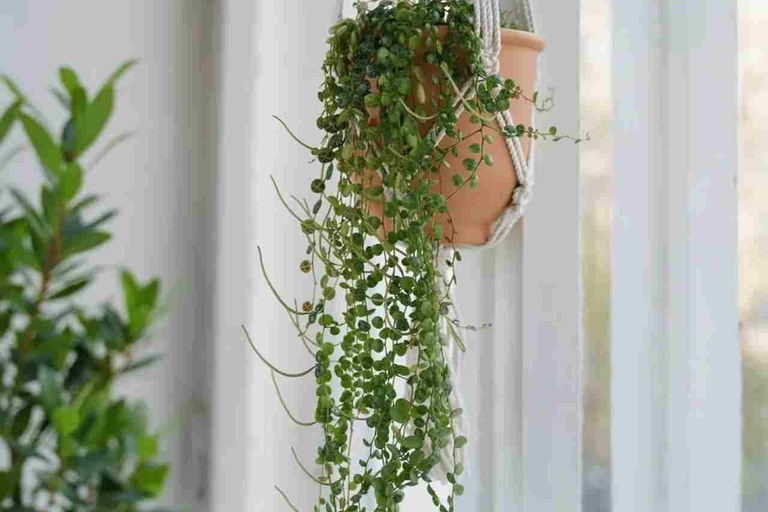 Leipzig: Macrame Plant Hanger or Hanging Shelf Workshop