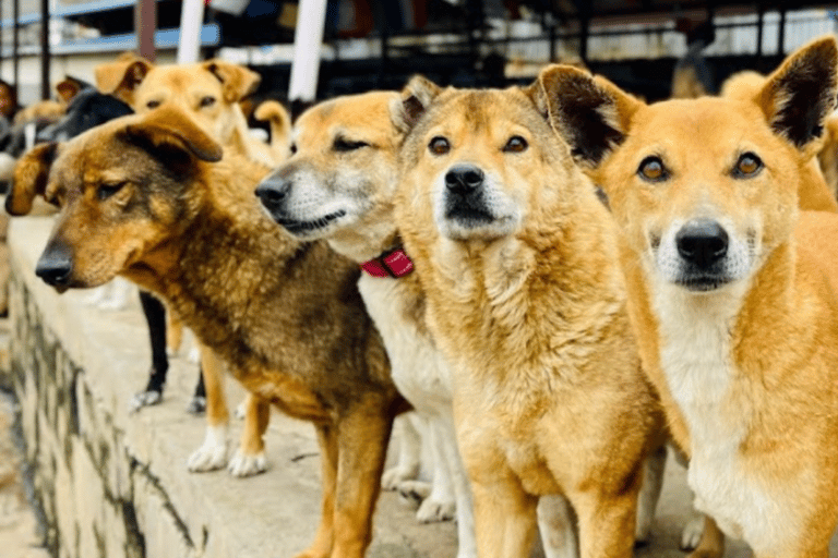 Kathmandu: Guided Hiking Experience with Rescue Dogs