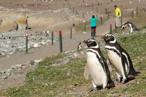 Passager de la croisière : Île de Magdalena (pingouins) Janvier, février et mars