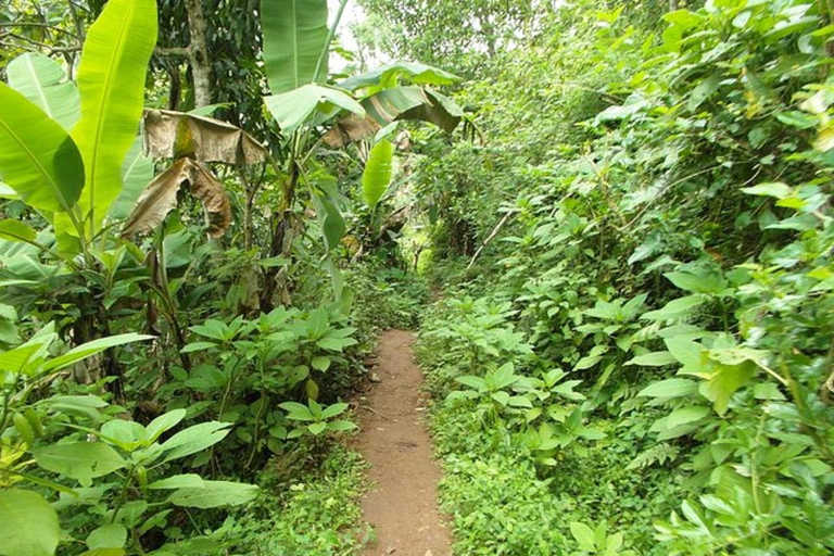 Materuni Waterfalls & coffee farm Day-Tour in Moshi Materuni Waterfalls Day Trip