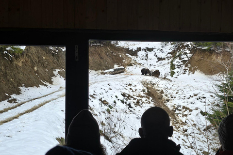 From Brasov: Brown Bear Watching Tour with Ranger Escort