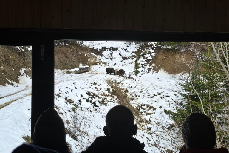 From Brasov: Brown Bear Watching Tour with Ranger Escort