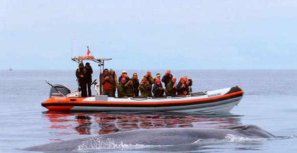 Pico, Madalena: Join a Whale & Dolphin Research Expedition