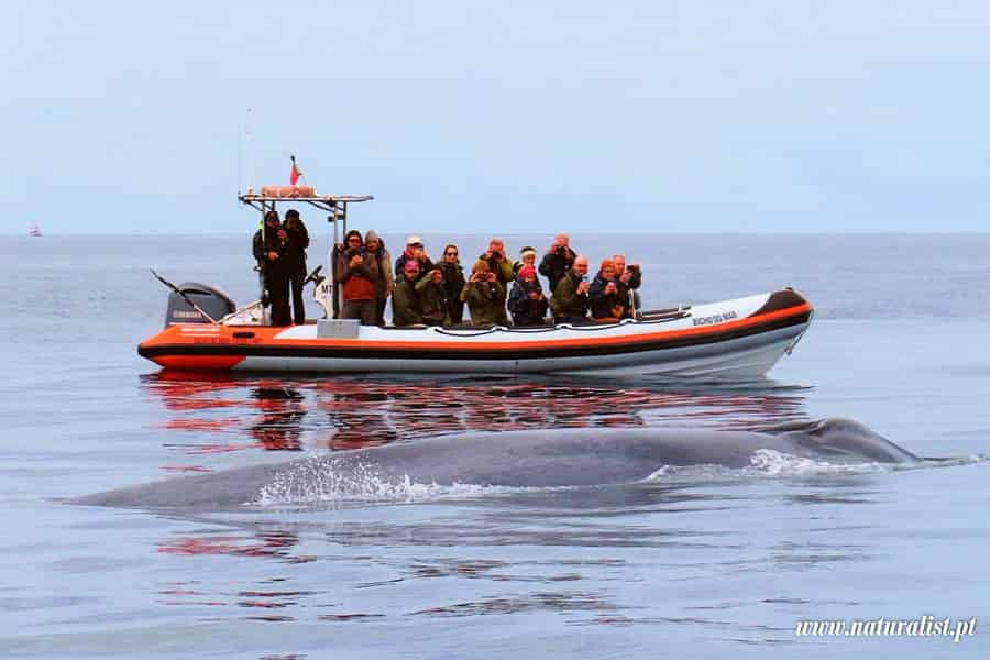 Pico, Madalena: Forschungs-Expedition mit Wal- und Delfinbeobachtung. Foto: GetYourGuide Pico, Madalena: Forschungs-Expedition mit Wal- und Delfinbeobachtung. Foto: GetYourGuide