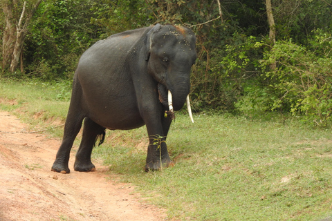 From Waligama, Mirissa, Tangalle, Yala safari & drop to Ella Yala Full day safari