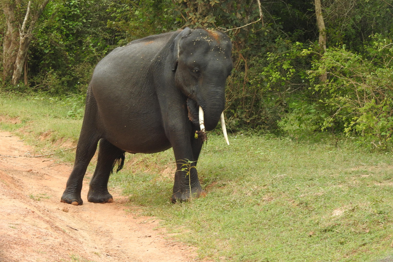 From Waligama, Mirissa, Tangalle, Yala safari & drop to Ella Yala Full day safari