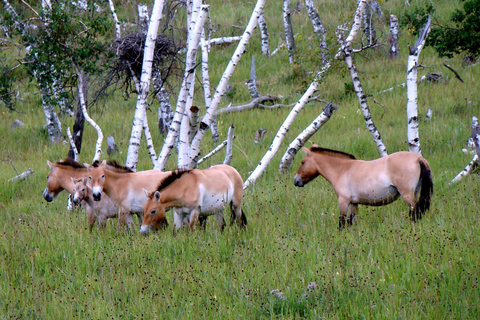 Ulaanbaatar: Khustai & Terelj National Parks Tour