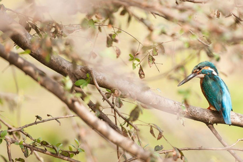 Złoty Trójkąt z wycieczką Ranthambore Wildlife Tour (06 dni)06 dni GT Ranthambore Tour, tylko prywatny samochód i przewodnik