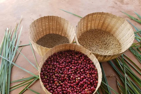 Addis Ababa: Coffee from Bean to Cup Experience