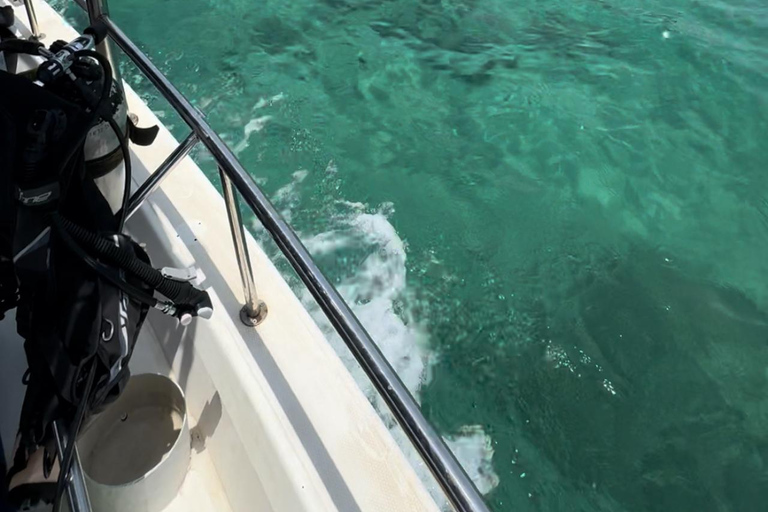 diymaniyat Snorkelling (swim whalesharks or turtles)