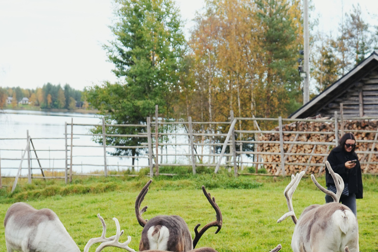 罗瓦涅米：驯鹿农场之旅（含雪橇乘坐和接送）罗瓦涅米：驯鹿农场秋季之旅