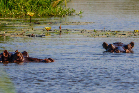 All-Inclusive 4-Day Safari Through Boteti, Pans &amp; Delta