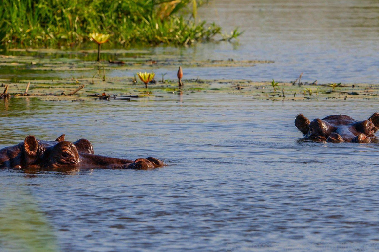 All-Inclusive 4-Day Safari Through Boteti, Pans &amp; Delta