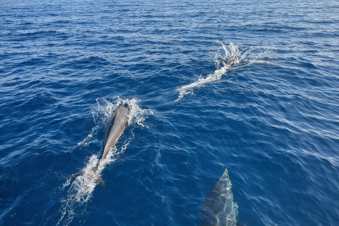 Gili Trawangan: Dolphin Watching and Private Snorkeling Tour