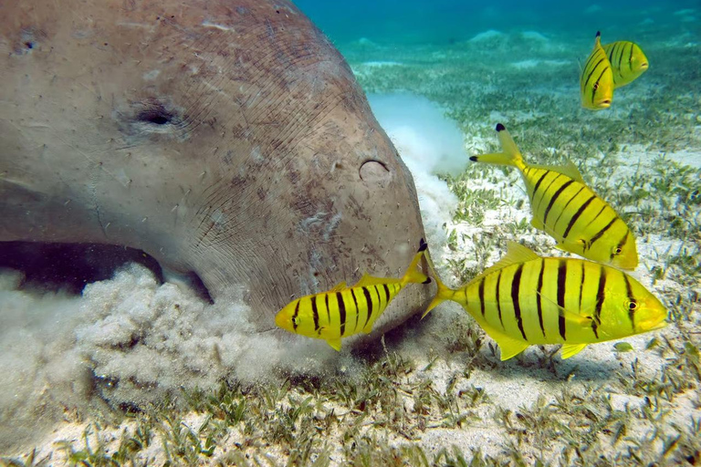 Marsa Mubarak Sea Turtles Trip with Optional Diving with 1 Intro-dives, Snorkelling, Lunch