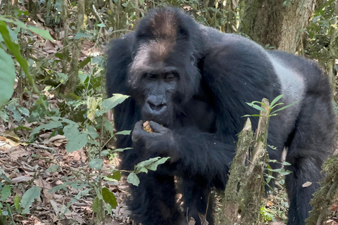 3-dagars spårning av låglandsgorilla i Kongo (DRC) från Rwanda