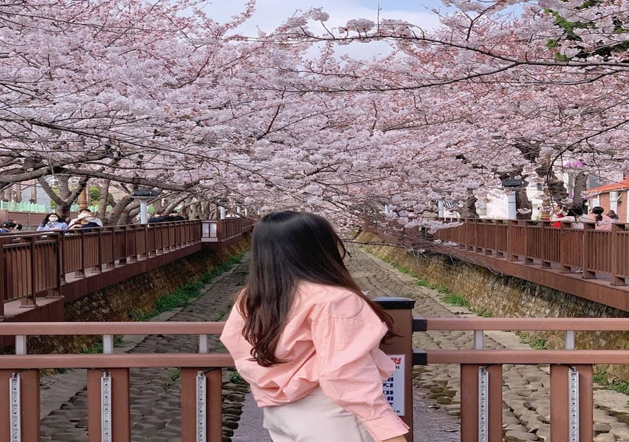 Jinhae Cherry Blossom One Day Tour From Busan GetYourGuide