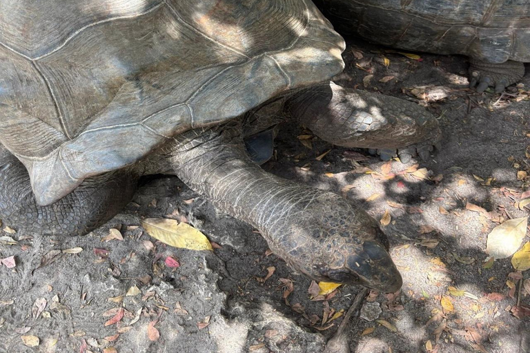 ZANZIBAR: Jozani Forest, butterfly center & Reptile park PRIVATE TOUR INCLUDES TRANSFER