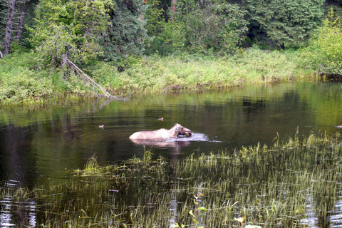 Fairbanks: Chena River Rafting Tour with Hotel Pickup