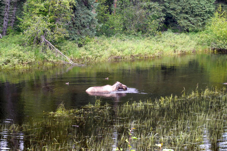 Fairbanks: Chena River Rafting Tour with Hotel Pickup