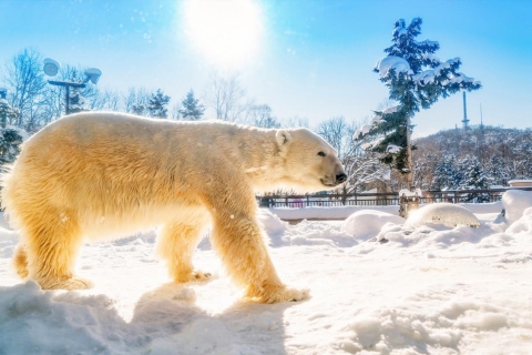 Hokkaido : excursion d'une journée au zoo d'Asahiyama, aux chutes de Shirahige et à l'étang de BieiAu départ de Sapporo : visite du zoo de Hokkaido, des chutes de Shirahige et 