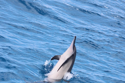 Kailua-Kona: Captain Cook Reef Catamaran Day Trip with Lunch Tour with Snorkeling and Swimming
