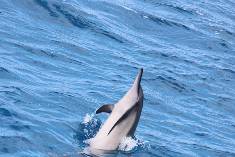Kailua-Kona: Captain Cook Reef Catamaran Day Trip with Lunch Tour with Snorkeling and Swimming